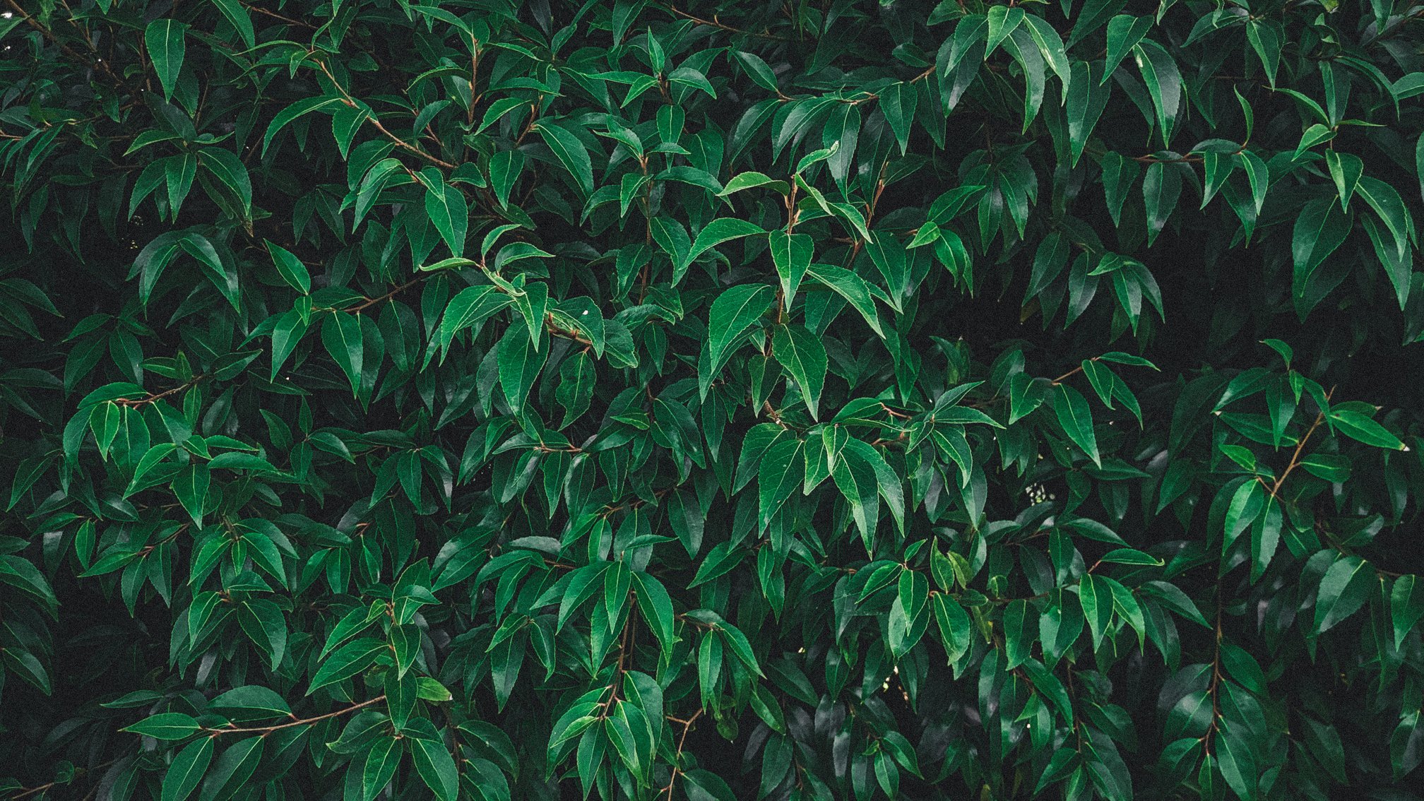 Leafy backdrop